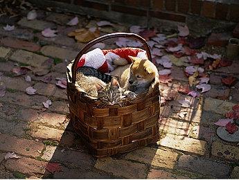 英国2024年3月销量榜Top 10：《绝地潜兵2》二连冠 《红警2》上榜